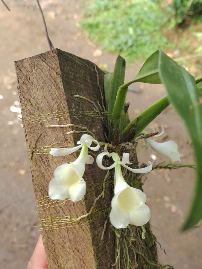 Trichopilia rostrata — related species from the same genus