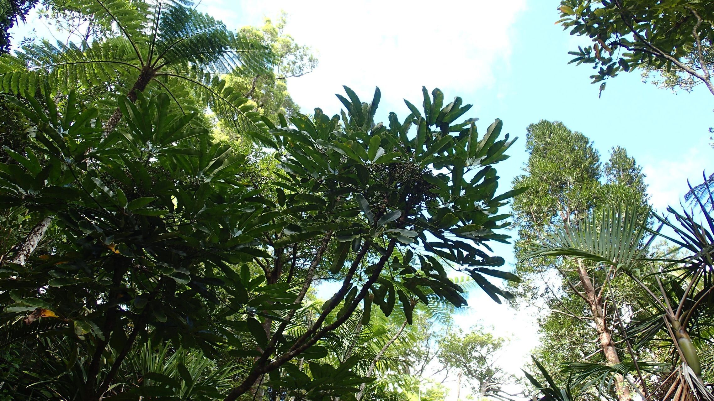 Plerandra osyana habit