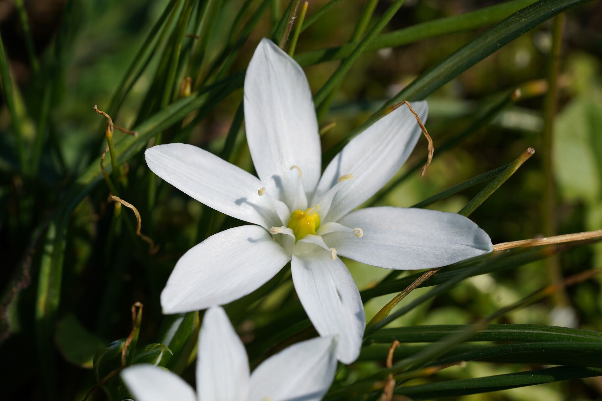 Ornithogalum dalmaticum flower