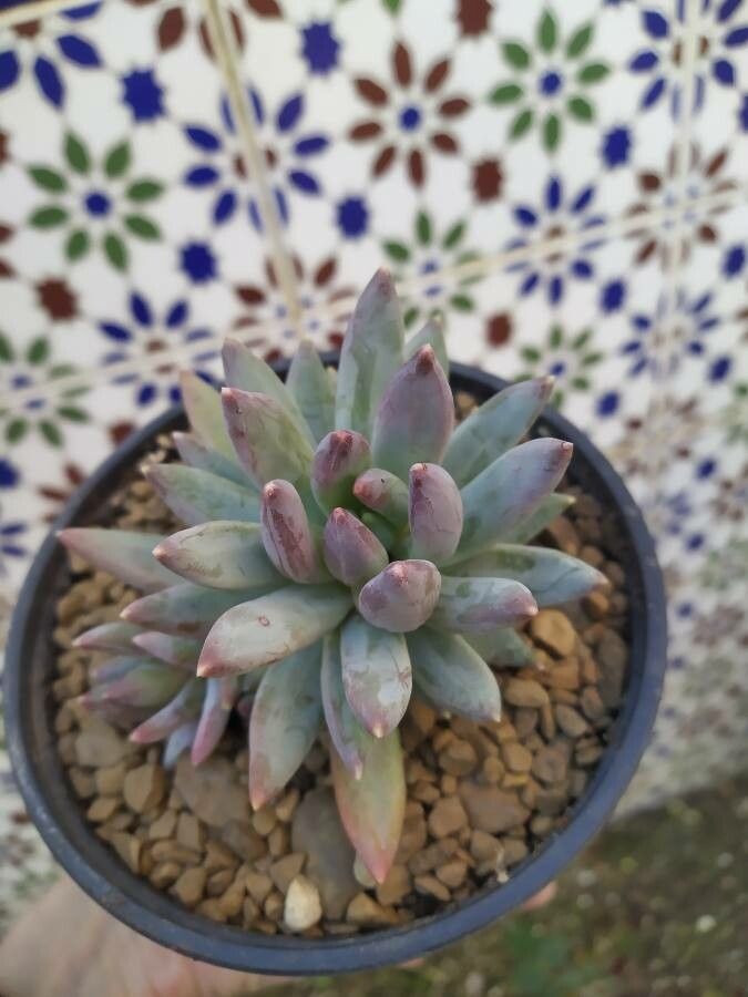 Pachyphytum hookeri