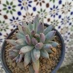 Pachyphytum hookeri