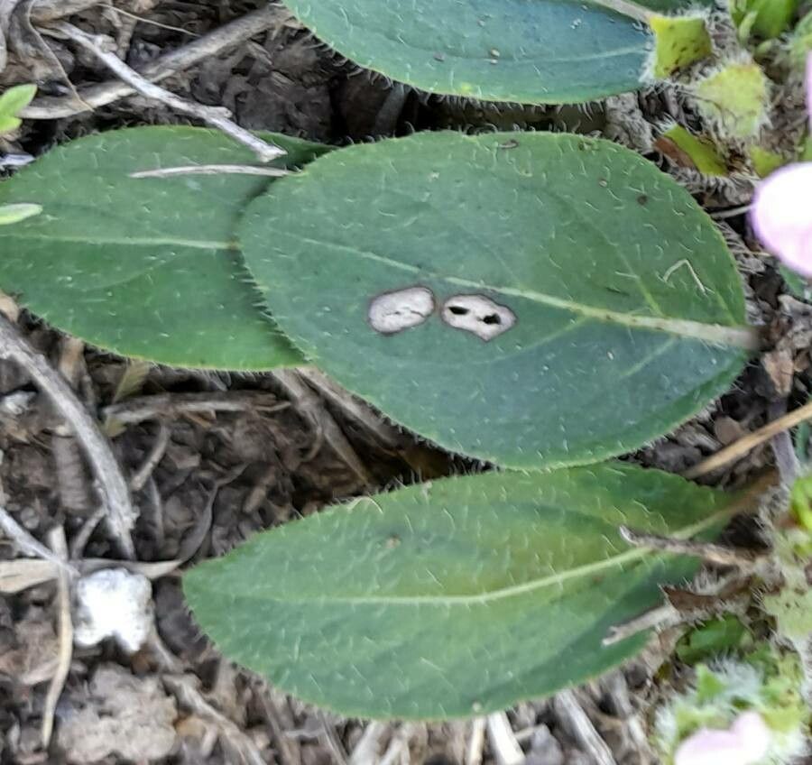 Stenandrium dulce — houseplant care guide