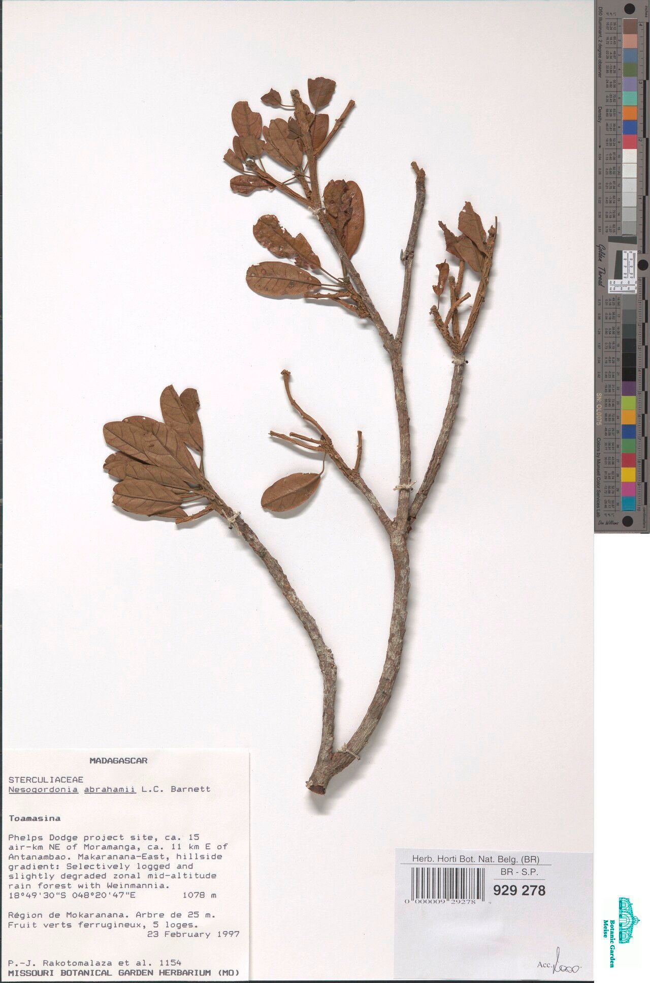 Nesogordonia abrahamii — related species from the same genus