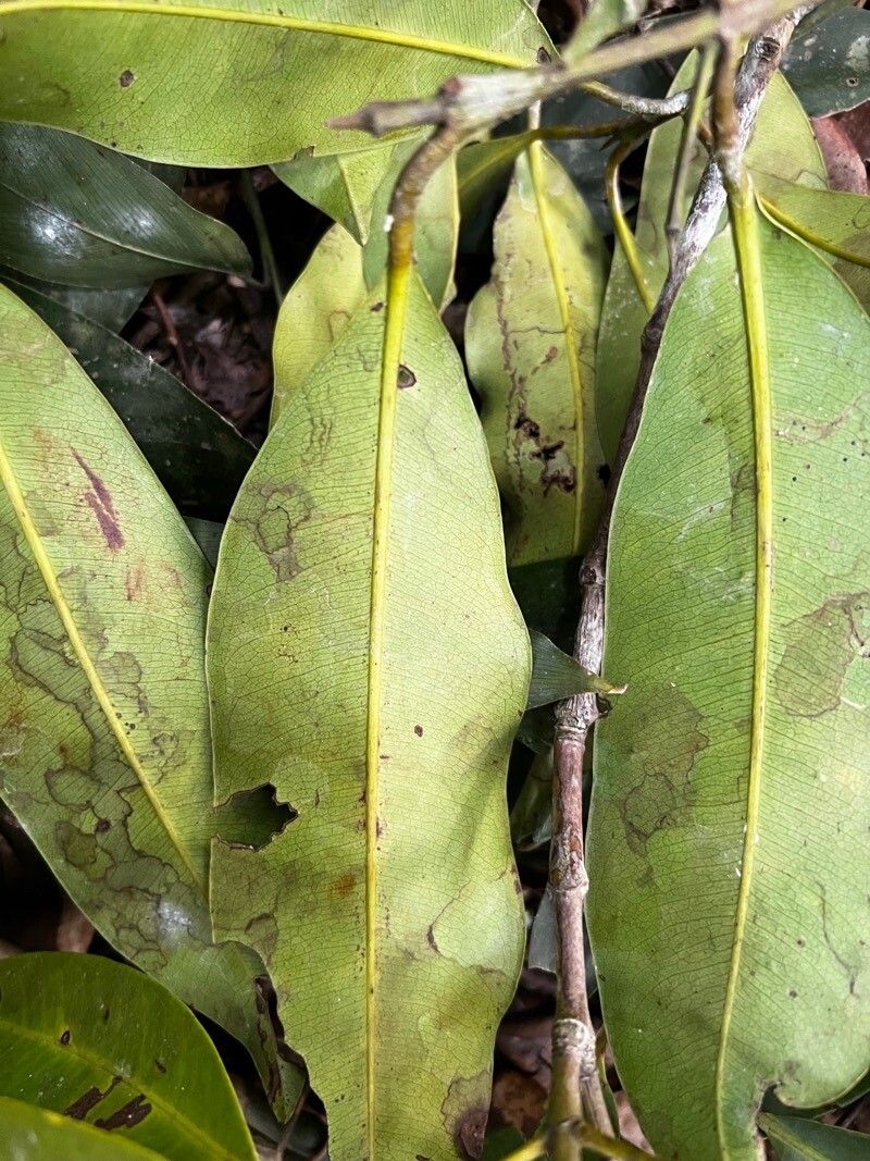 Mammea africana — related species from the same genus