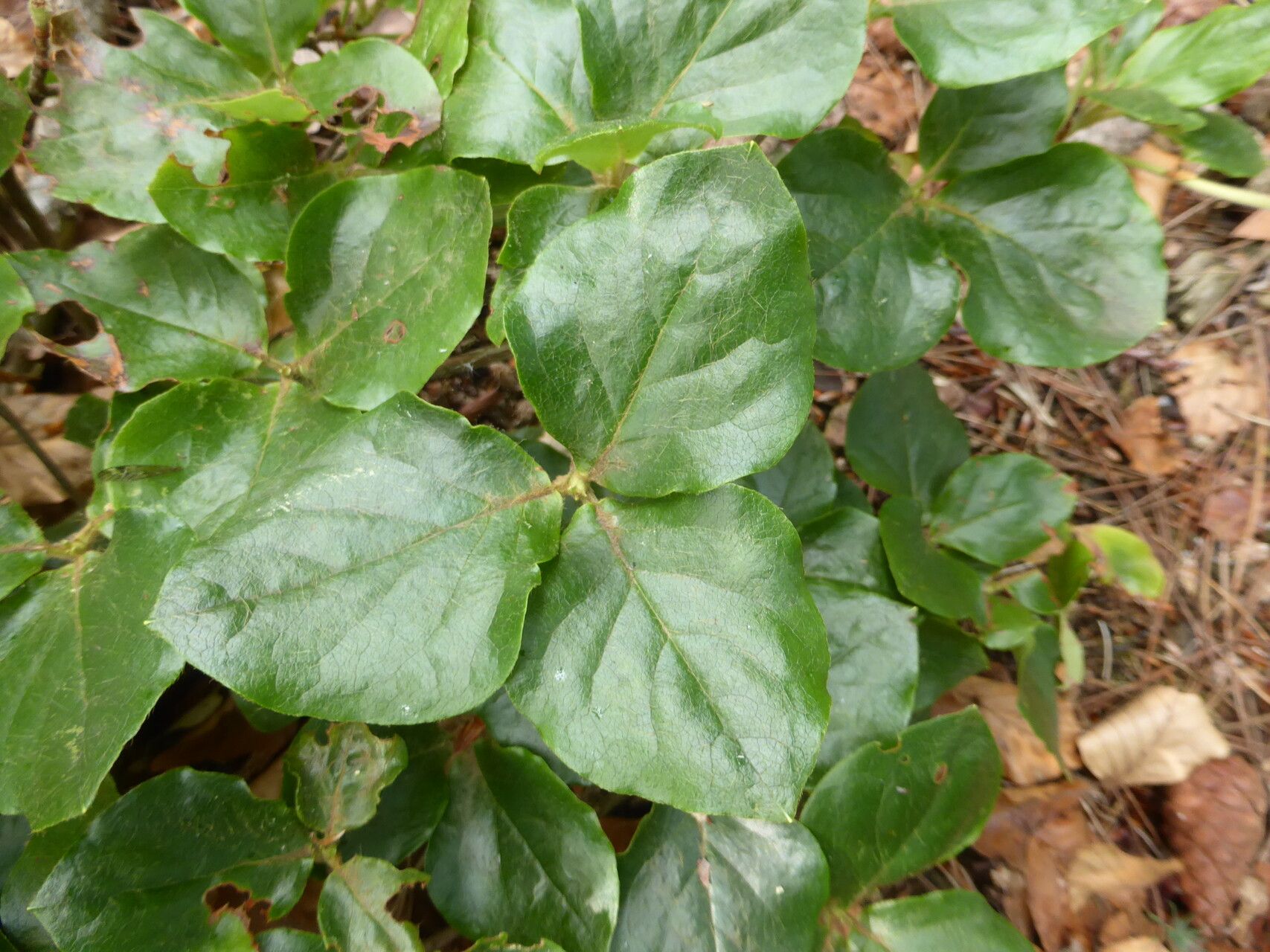 Rhododendron sanctum flower