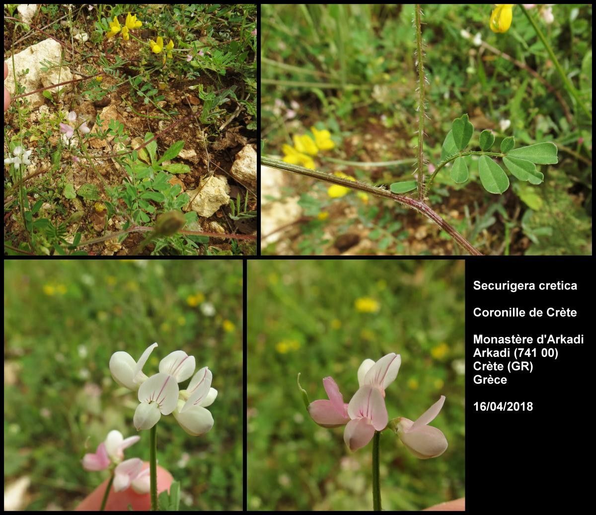 Coronilla cretica flower