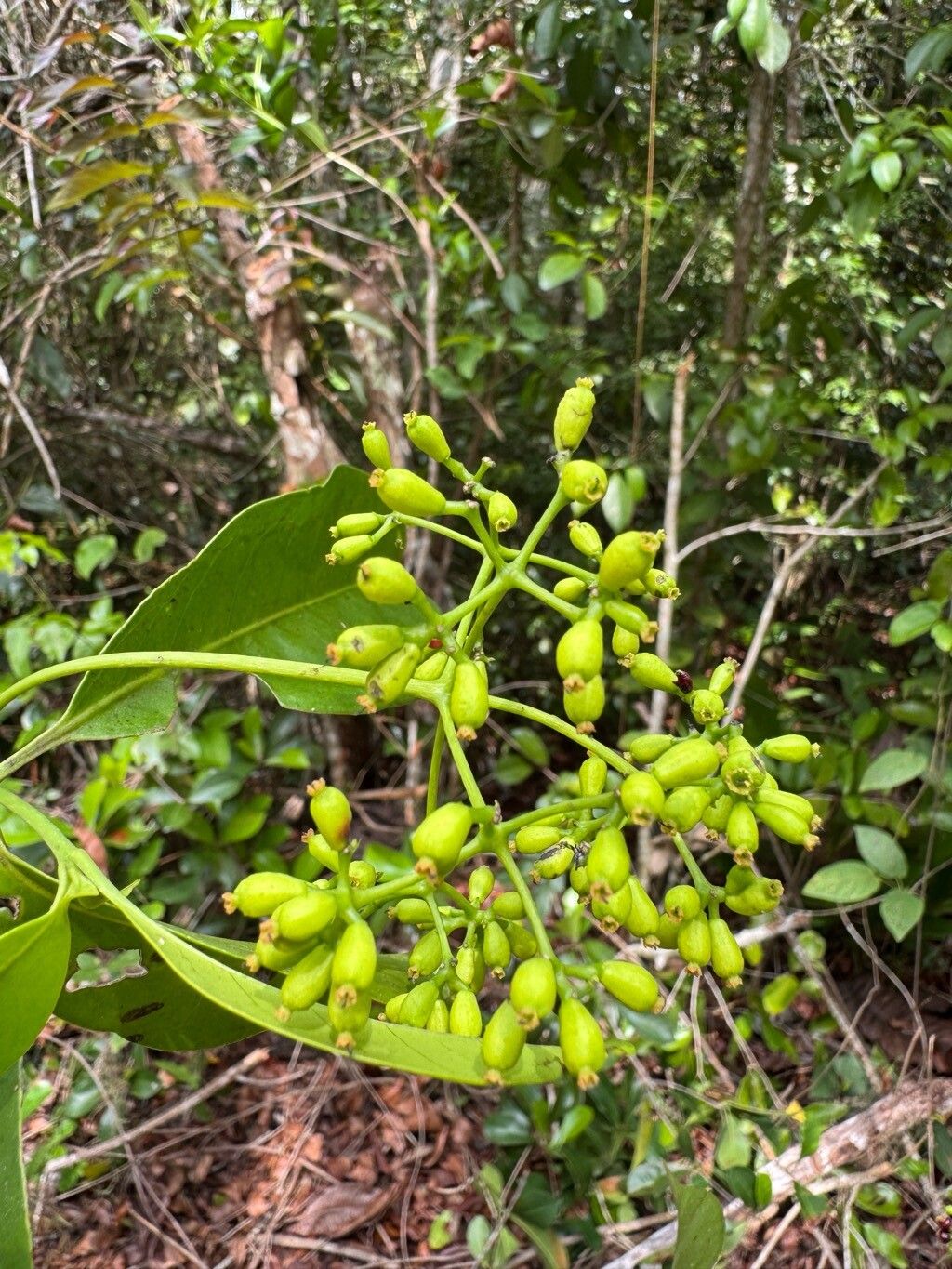 Guapira cuneifolia fruit