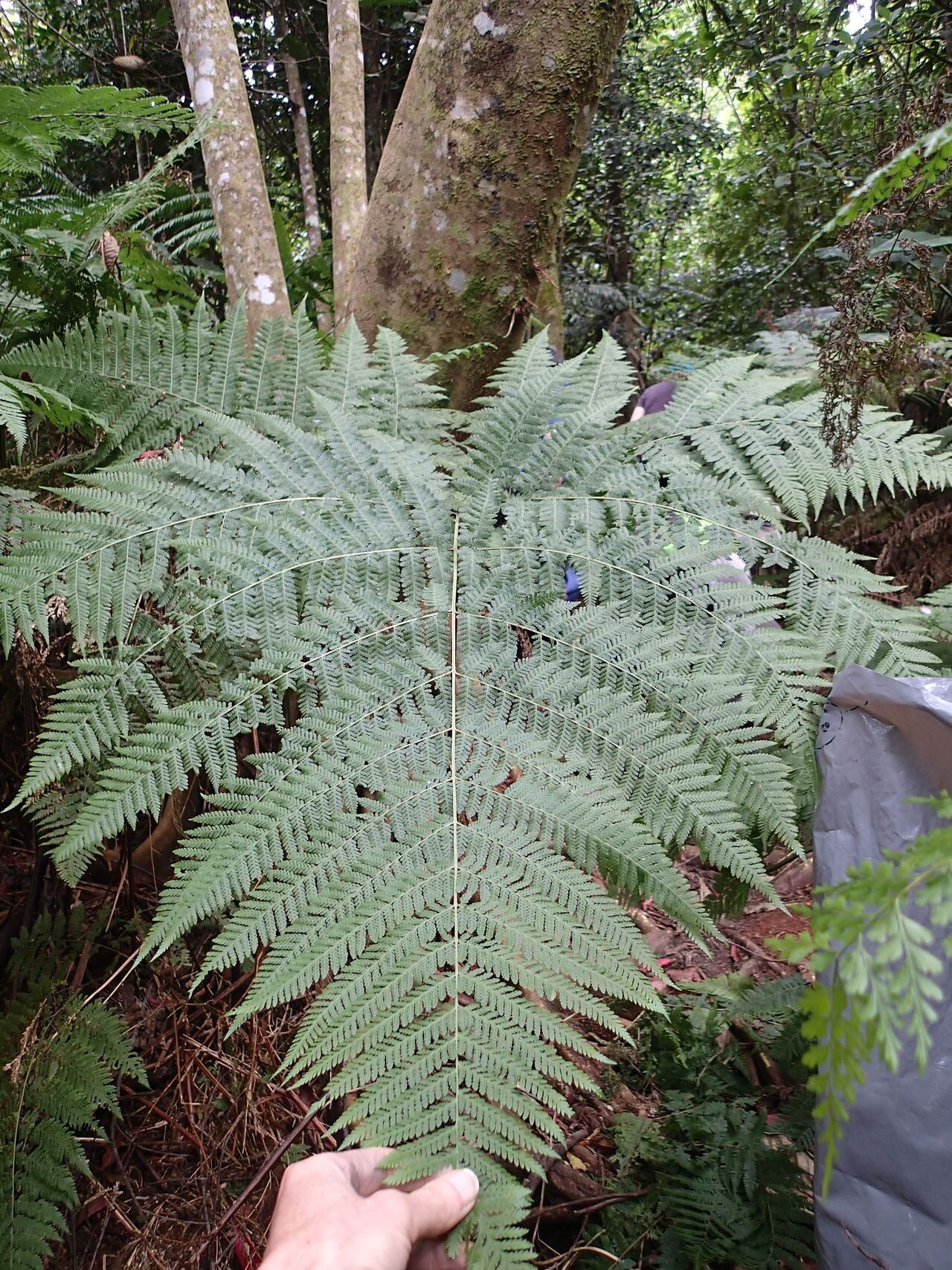 Hypolepis elegans — related species from the same genus