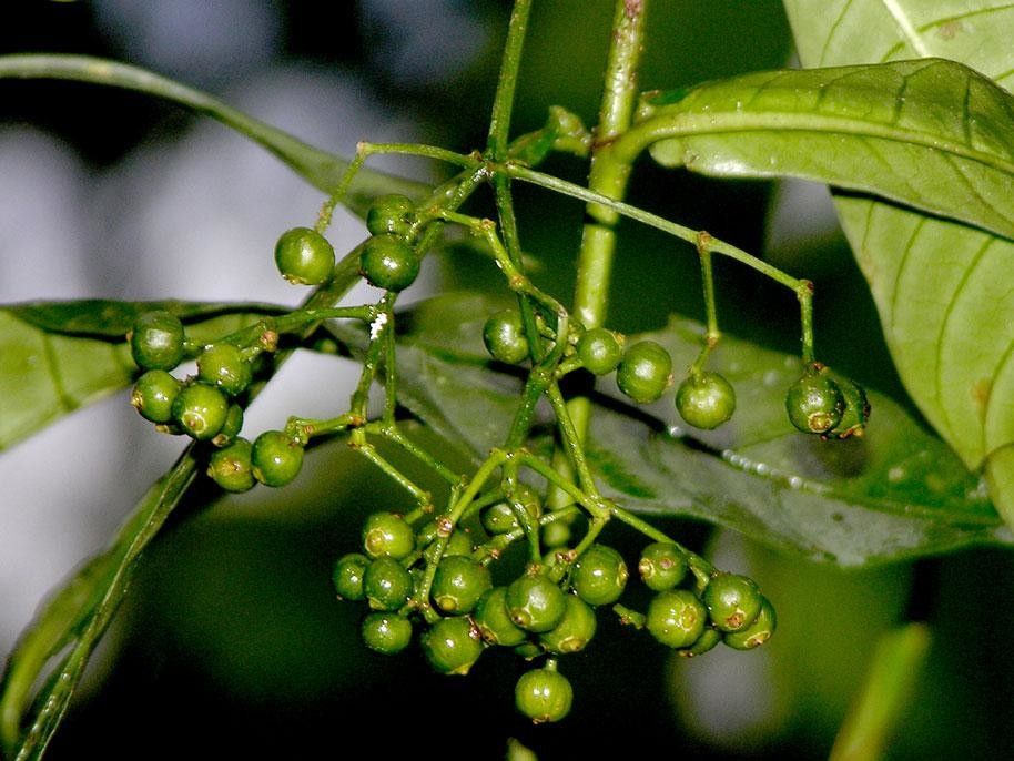 Psychotria laselvensis fruit