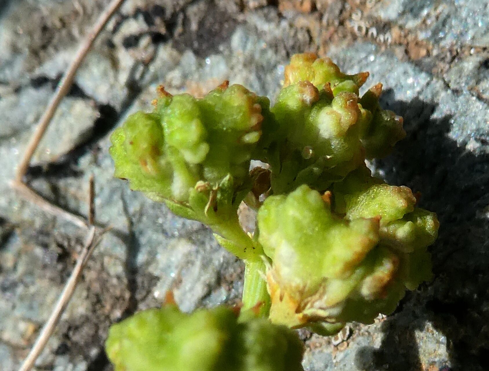 Reseda glauca fruit