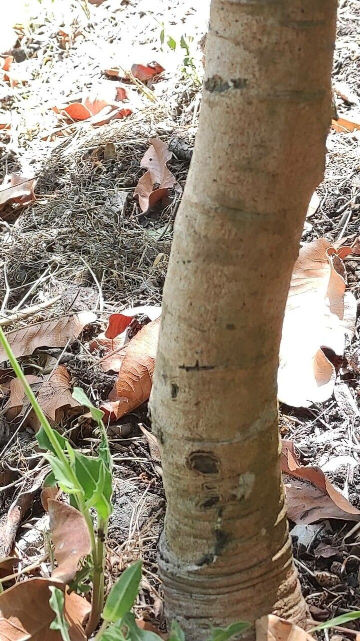 Pappea capensis bark