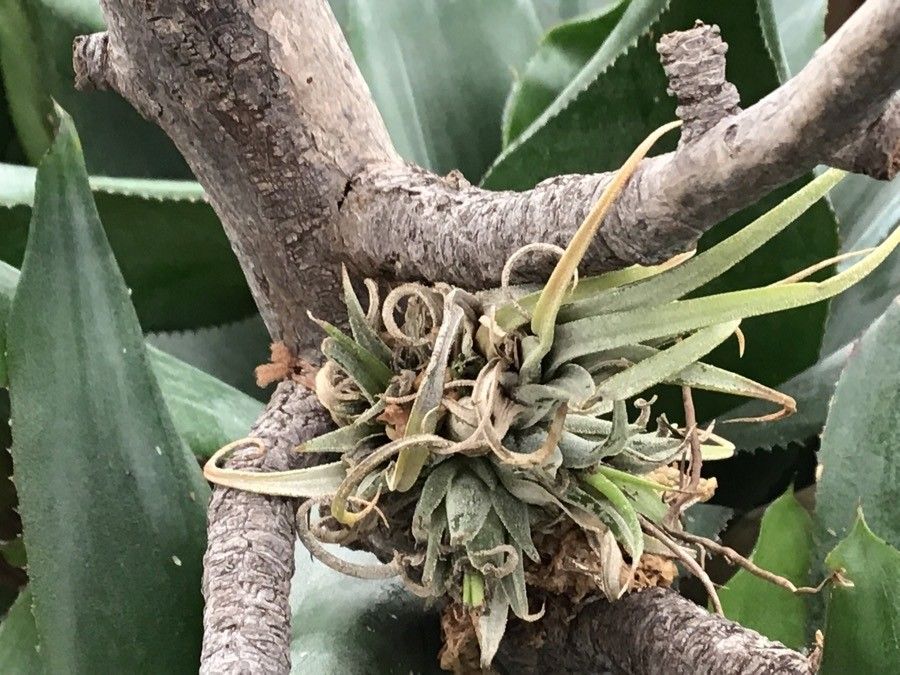 Tillandsia brachycaulos