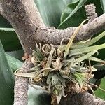 Tillandsia brachycaulos