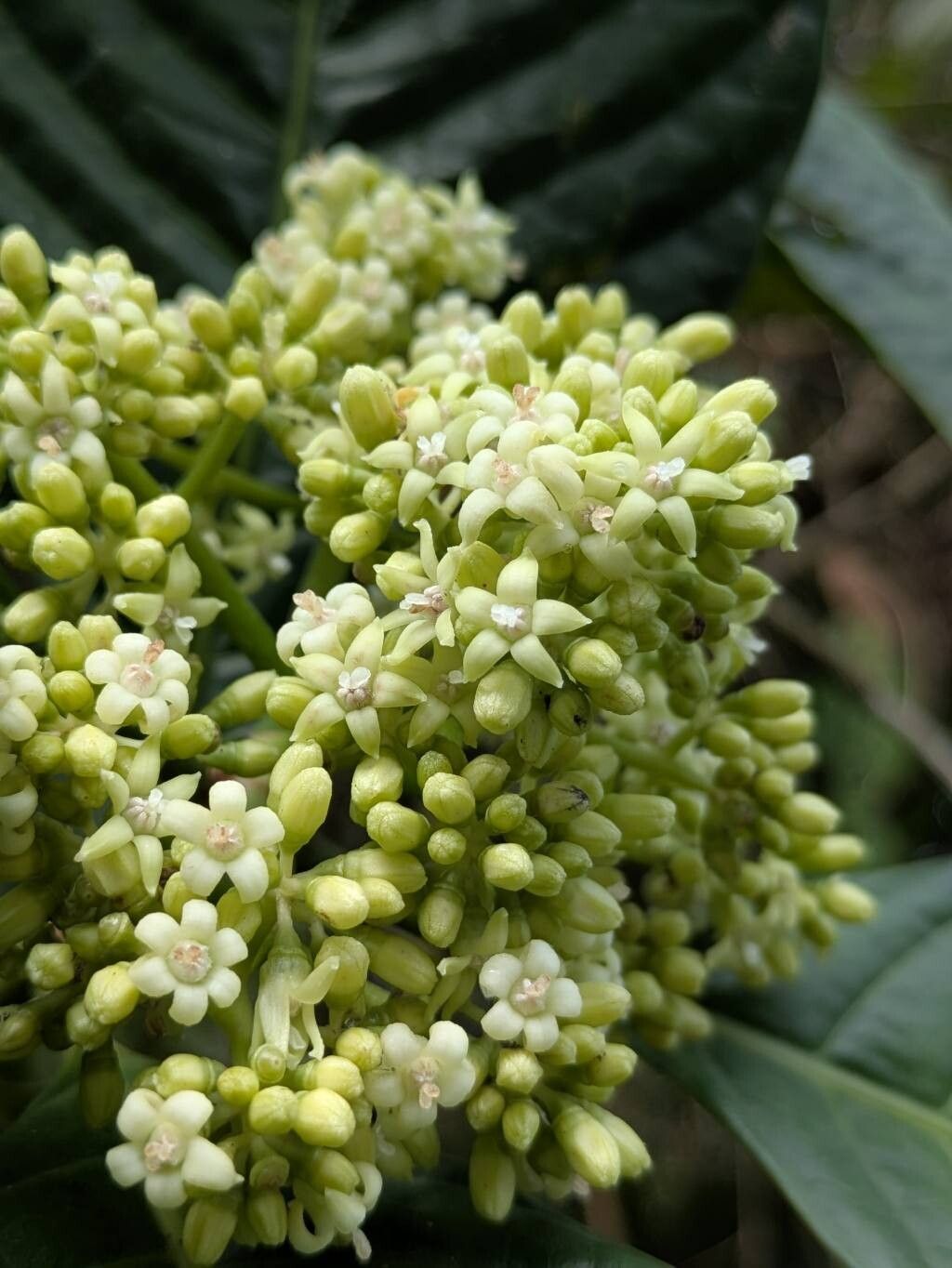 Psychotria trichotoma flower