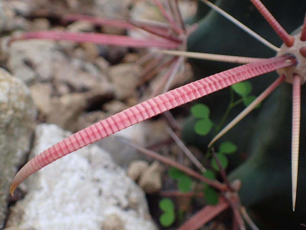 Ferocactus emoryi fruit