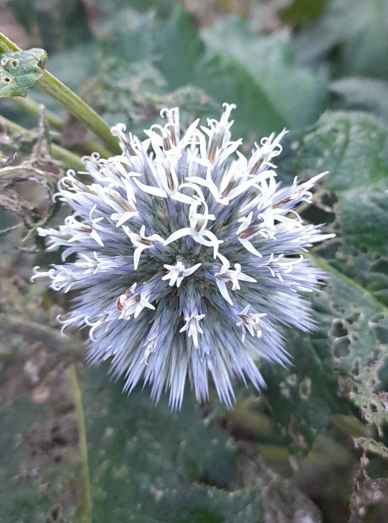 Echinops davuricus flower