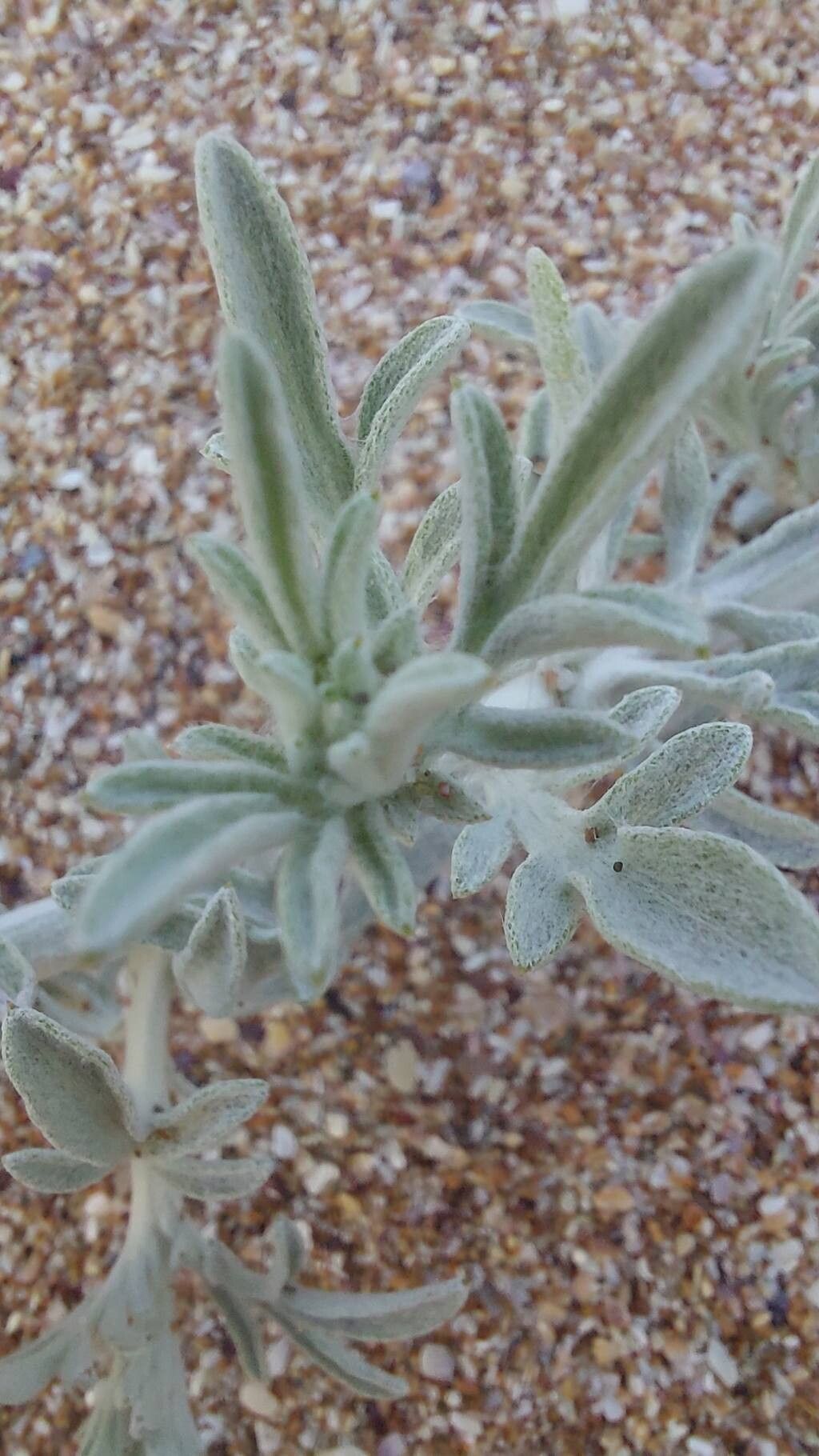 Centaurea kilaea — houseplant care guide