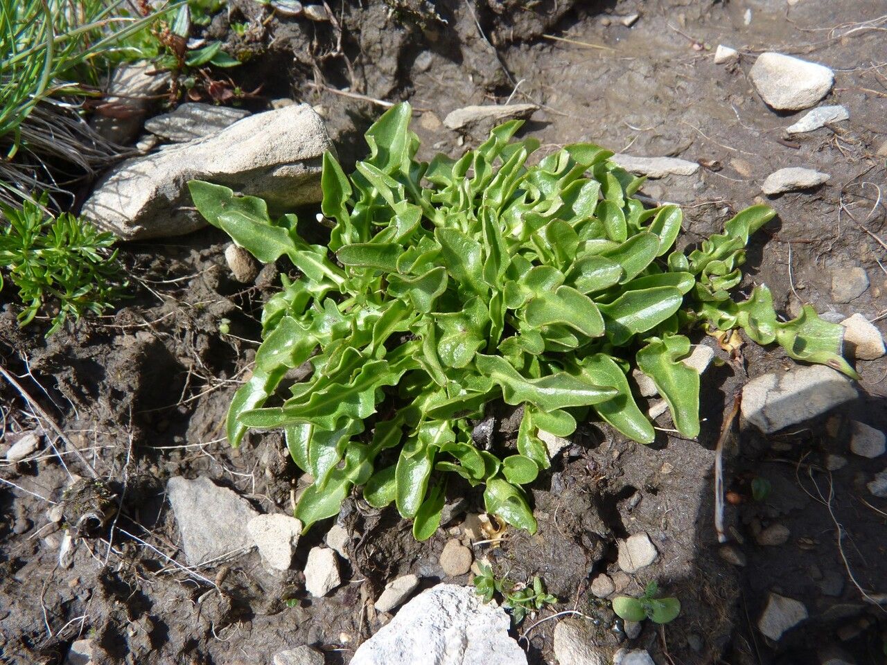 Scorzoneroides montana — search result for 'Scorzoneroides'