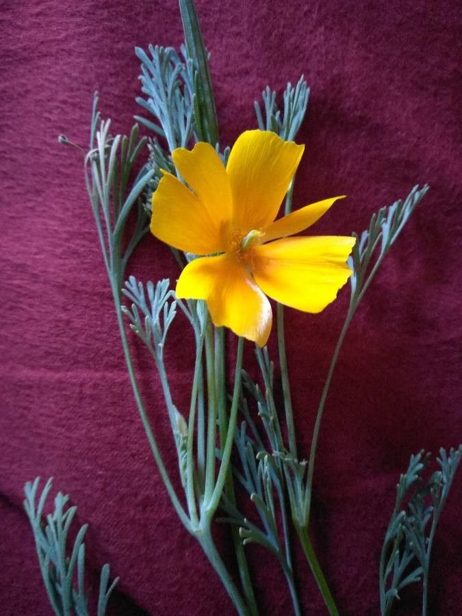 Eschscholzia glyptosperma