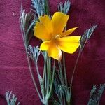 Eschscholzia glyptosperma