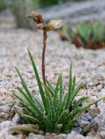 Aloe bowiea — houseplant care guide