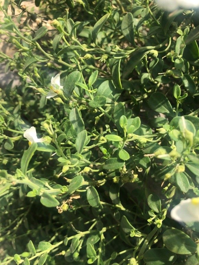 Antirrhinum valentinum leaf