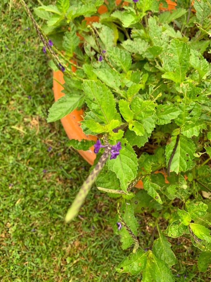 Stachytarpheta cayennensis leaf