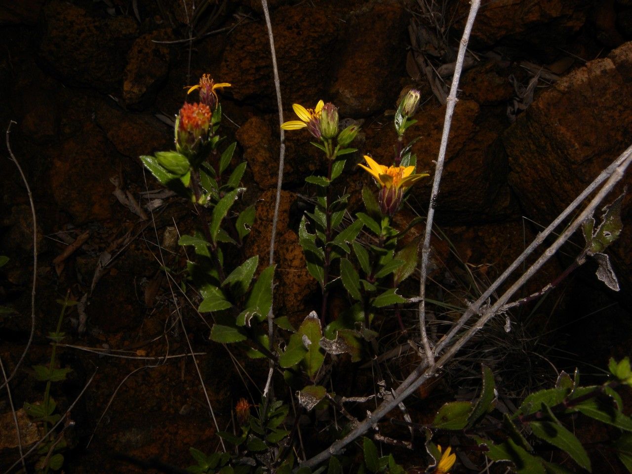 Verbesina turbacensis habit
