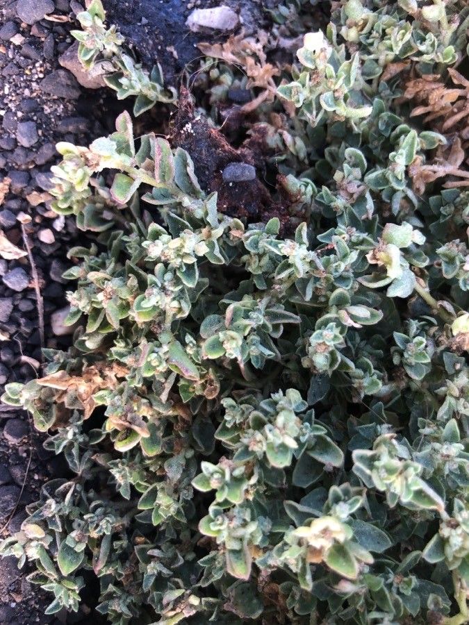 Atriplex glauca — search result for 'Atriplex'