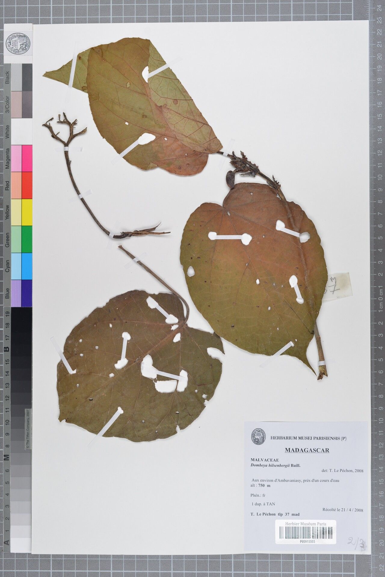 Dombeya hilsenbergii — houseplant care guide