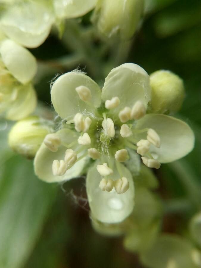Sorbus domestica flower