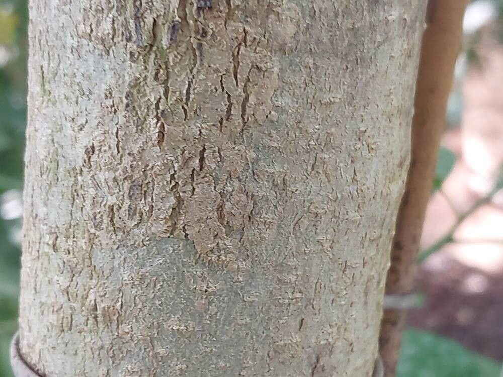 Aspidosperma cylindrocarpon bark