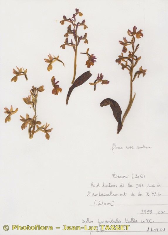 x Orchidactyla penzigiana habit