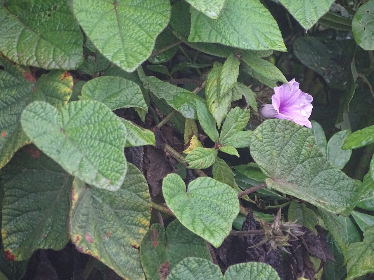 Ipomoea wightii — search result for 'Ipomoea'