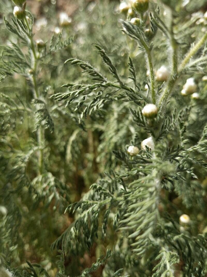 Argyranthemum adauctum leaf
