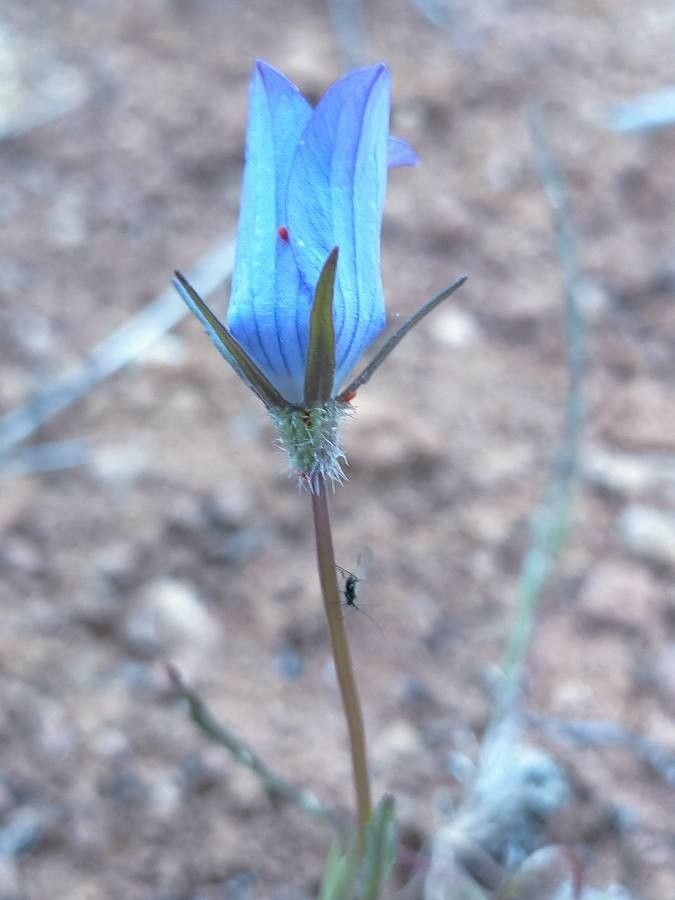 Campanula decumbens flower