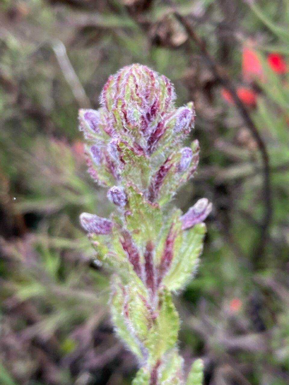 Bartsia pedicularoides flower