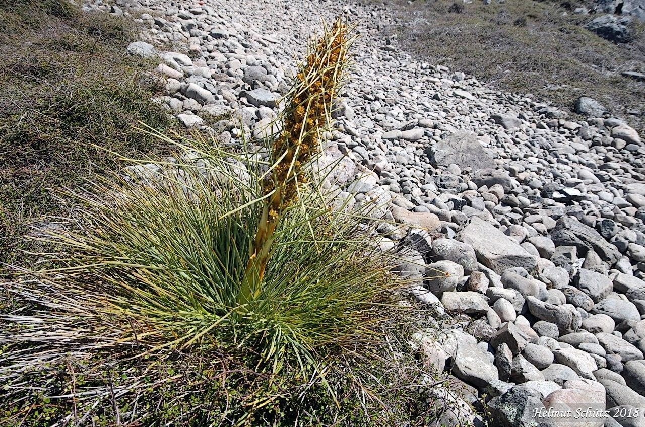 Aciphylla squarrosa other