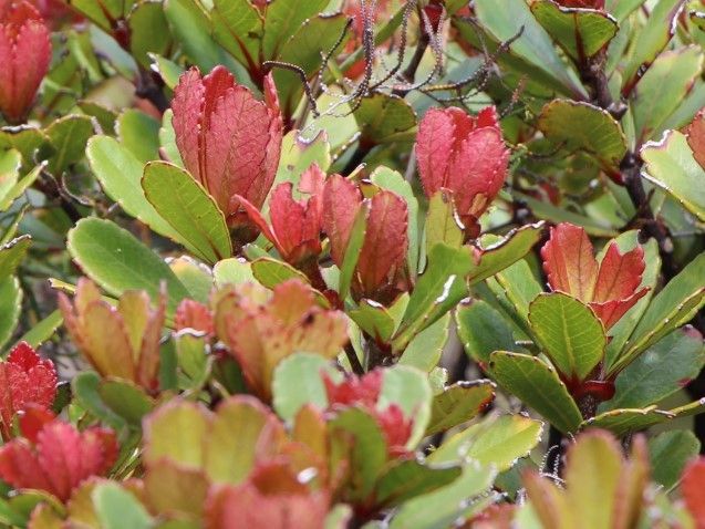 Cunonia atrorubens leaf