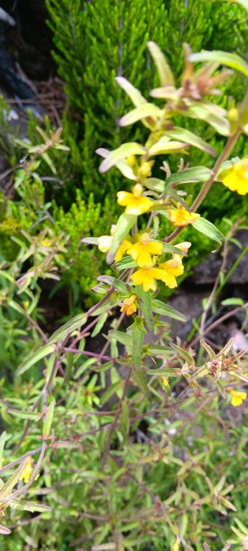 Odontites hollianus flower