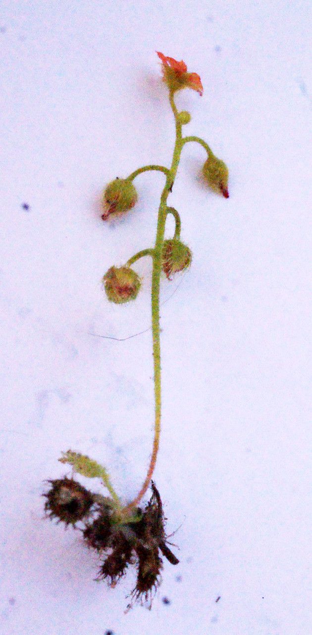 Drosera glanduligera habit