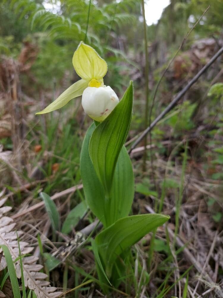 Cypripedium cordigerum — search result for 'Cypripedium'