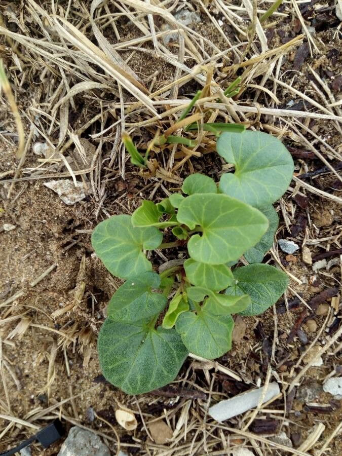 Convolvulus soldanella — search result for 'Calystegia'