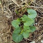 Convolvulus soldanella