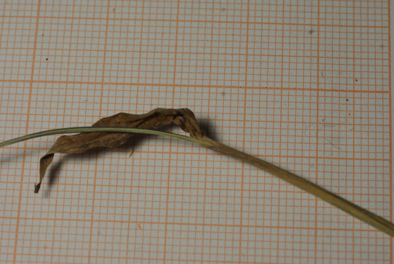 Digitaria ciliaris fruit