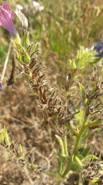 Echium arenarium fruit