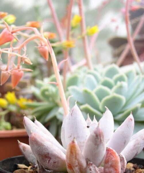 Echeveria tolimanensis habit