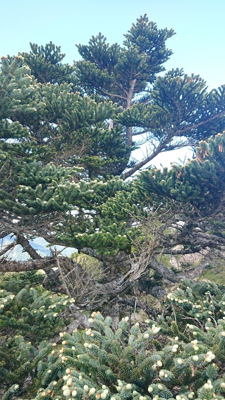 Abies kawakamii habit