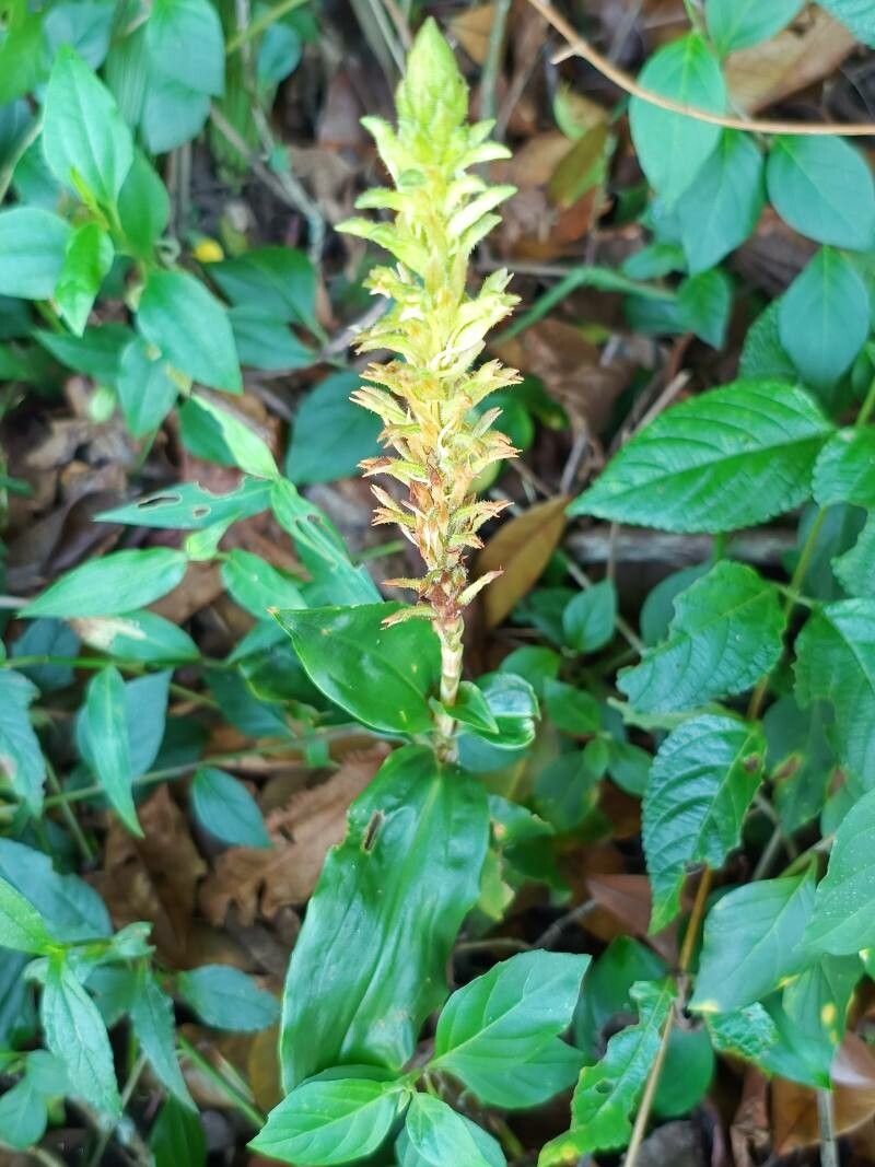 Aspidogyne foliosa — related species from the same genus