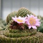 Ariocarpus fissuratus